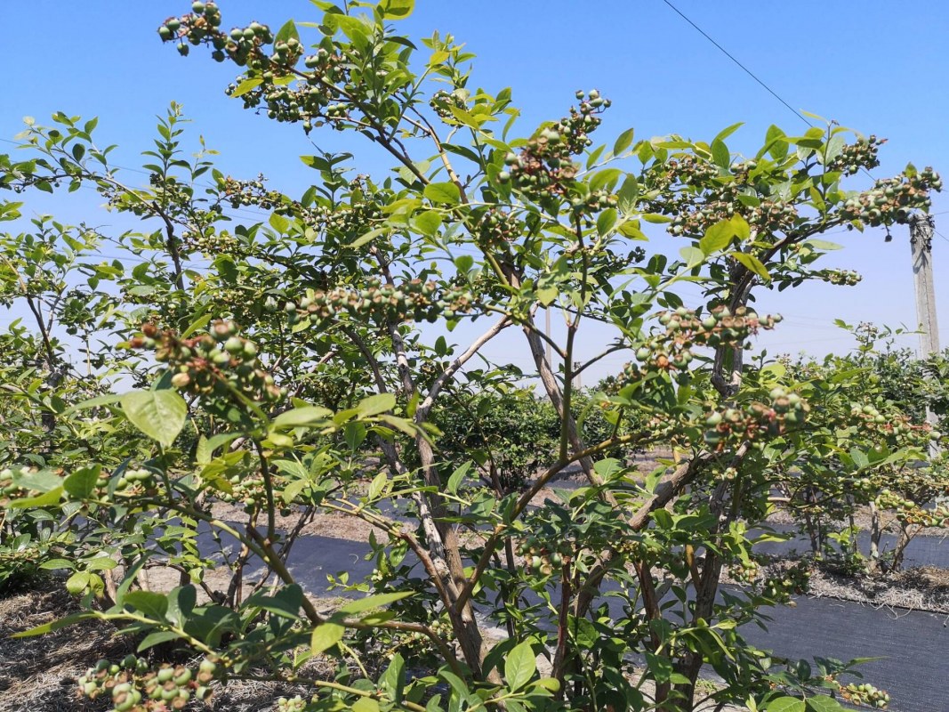 ��������״