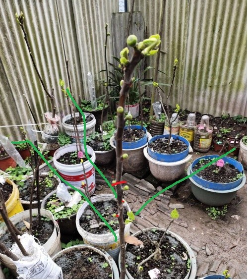 the pruned.jpg