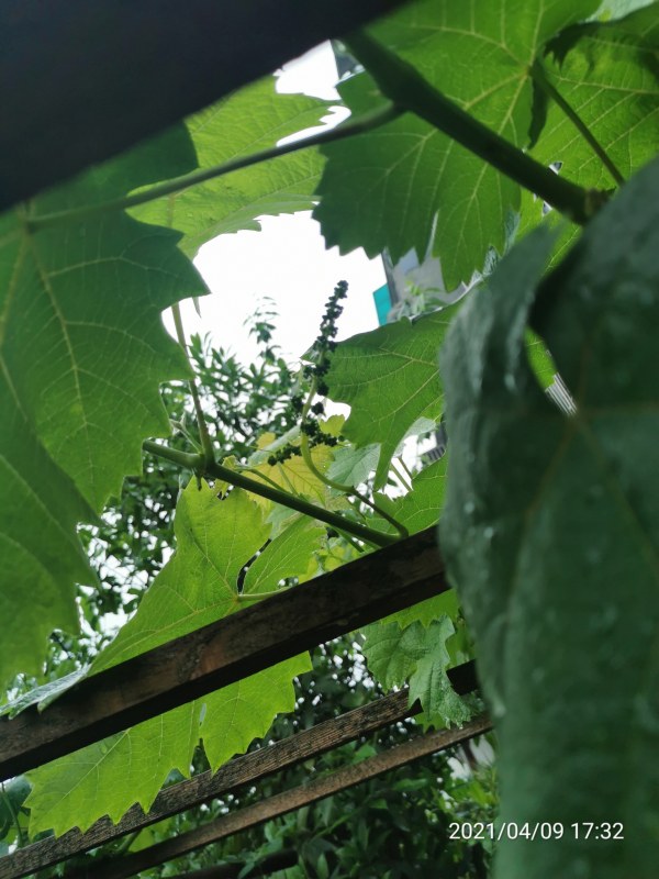 IMG_20210409_173238.jpg