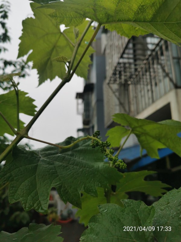 IMG_20210409_173342.jpg