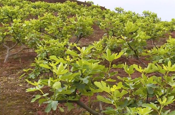 weiyuan wuhuaguo .jpg