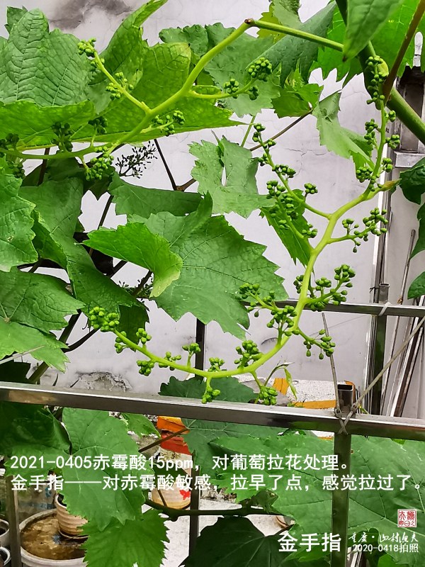 IMG_20210418_152731-G.jpg