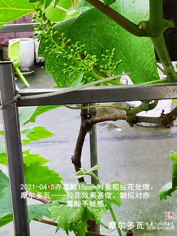 IMG_20210418_153054-G.jpg