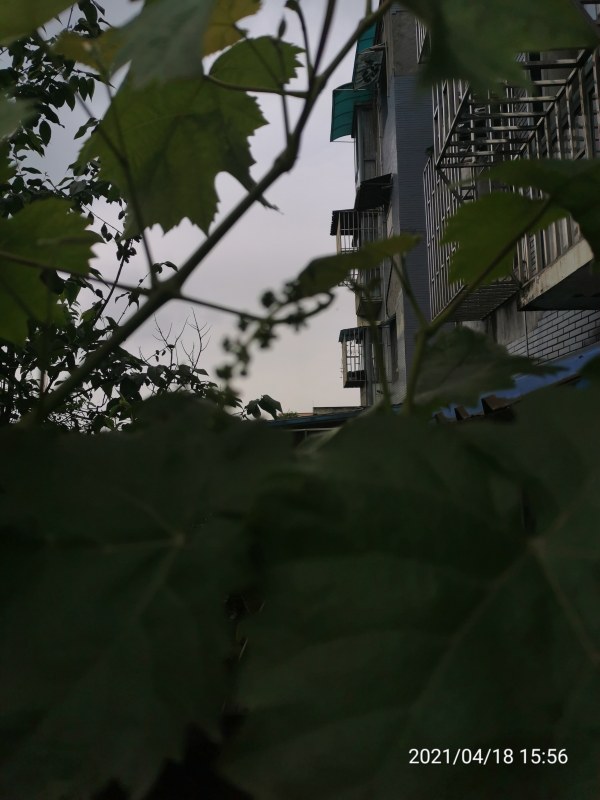 IMG_20210418_155626.jpg
