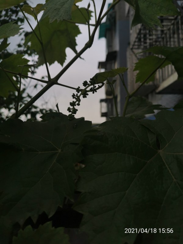IMG_20210418_155629.jpg