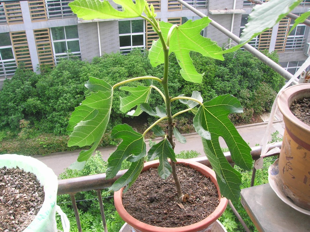 DSCN1668.JPG