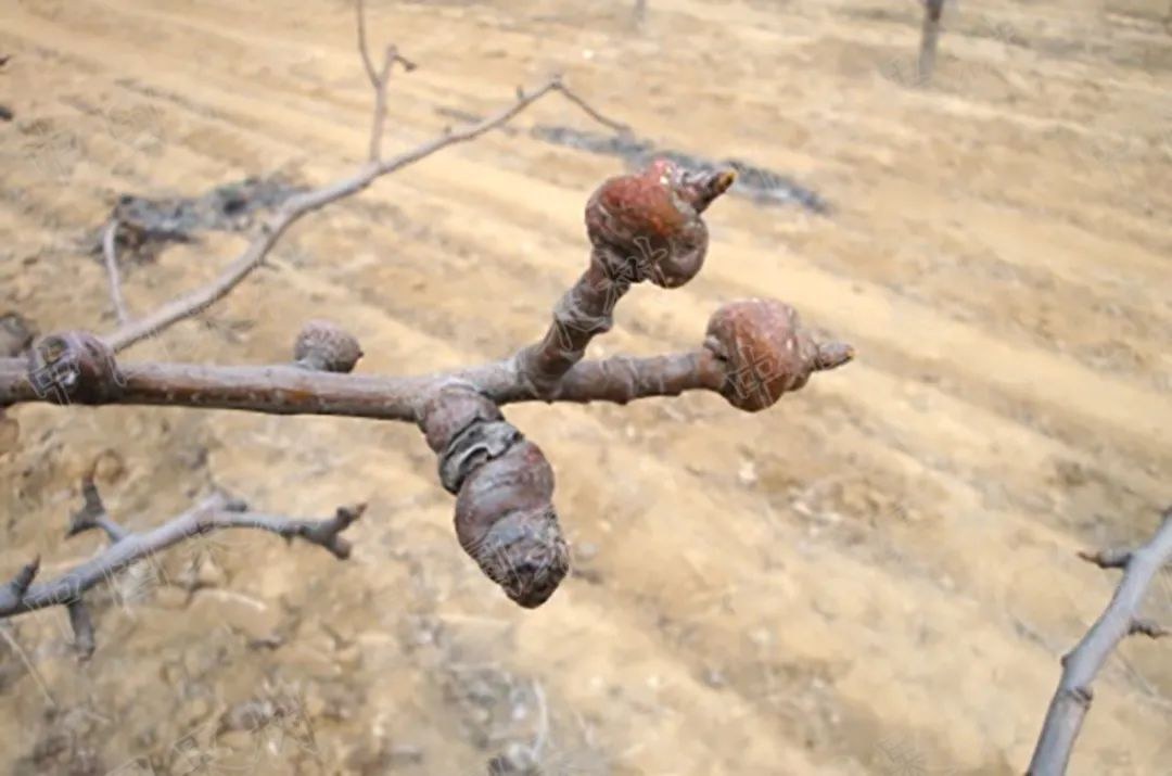 梨树冬季病虫害防治图片