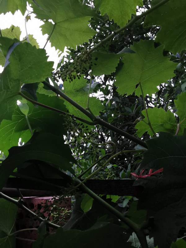 IMG_20210501_192350.jpg