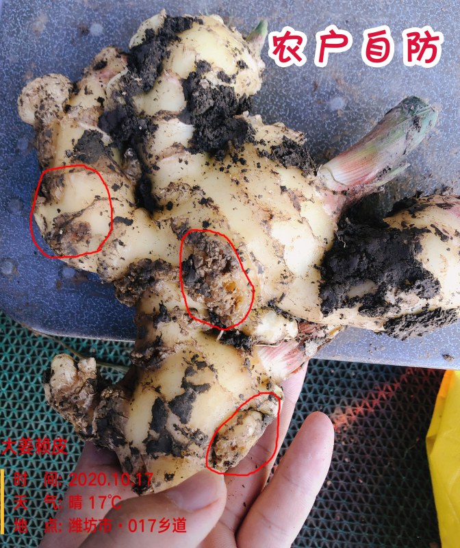 大姜农户自防赖皮.jpg