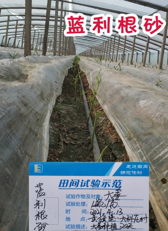 蓝利根砂出苗方案.jpg