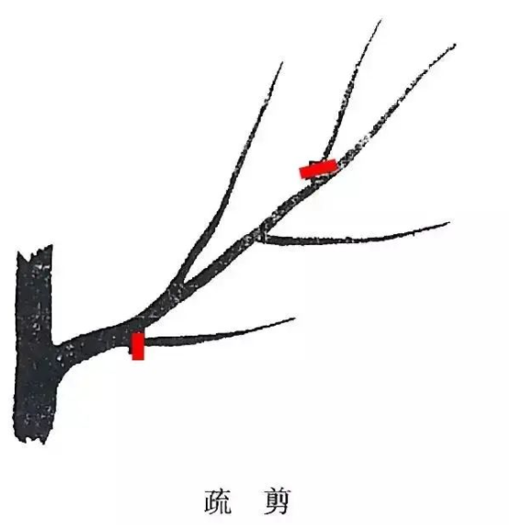 43.png