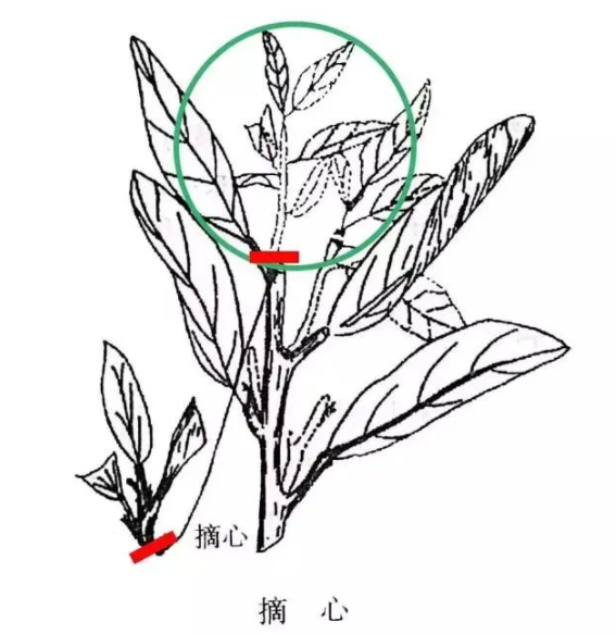 44.png