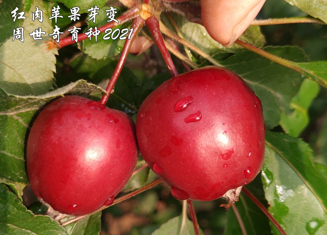 ƻѿ1.jpg