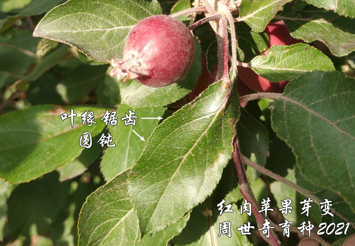 ƻѿ4.jpg
