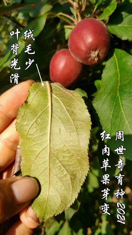 ƻѿ6.jpg
