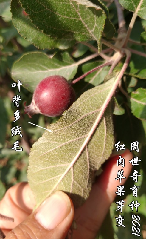 ƻѿ7.jpg