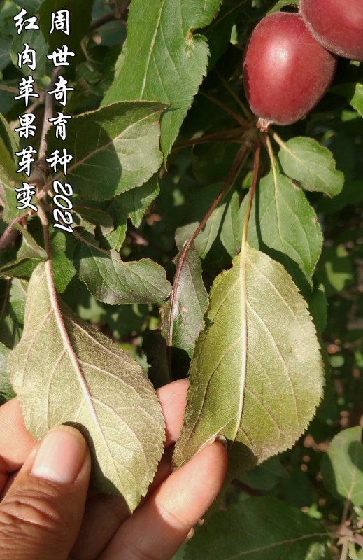 ƻѿ9.jpg