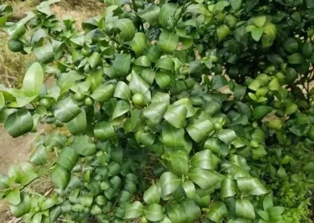 柑橘论坛 - 水果邦农人之家