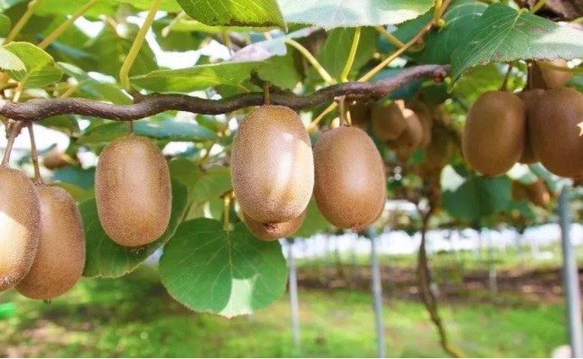 Kiwifruit.jpg