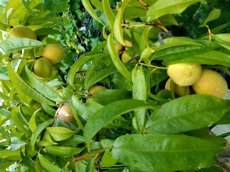 超常发挥的丰产黄 - 无花果论坛 - 水果邦农人之家