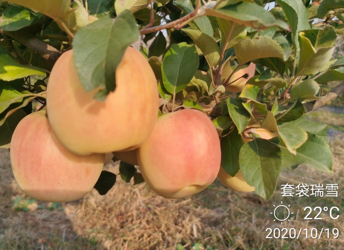 ״ѩ 20201019-7.jpg