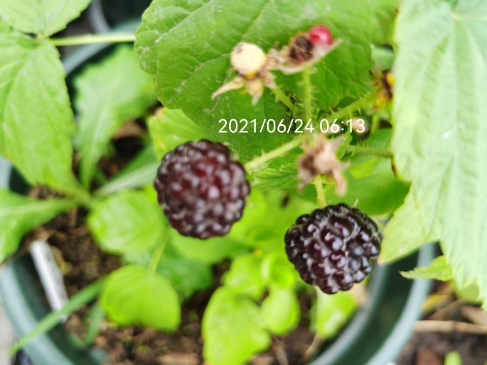 ݮ6.24.jpg