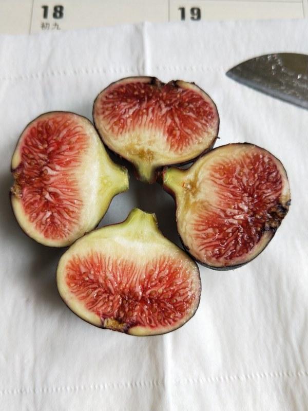 收获到靓果法紫 - 无花果论坛 - 水果邦农人之家