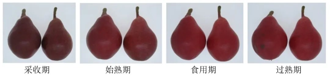 42.webp.jpg