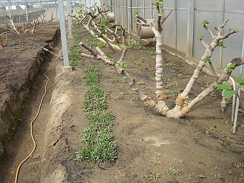 原创cc96无花果修剪的几个方法