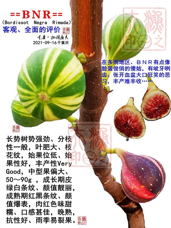 BNR20219°棩.jpg