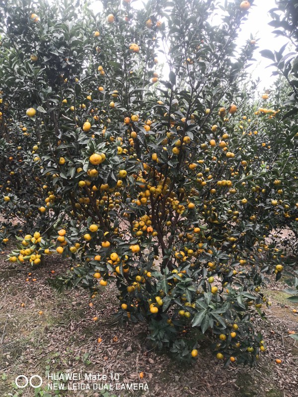 ɽũׯ˰޽