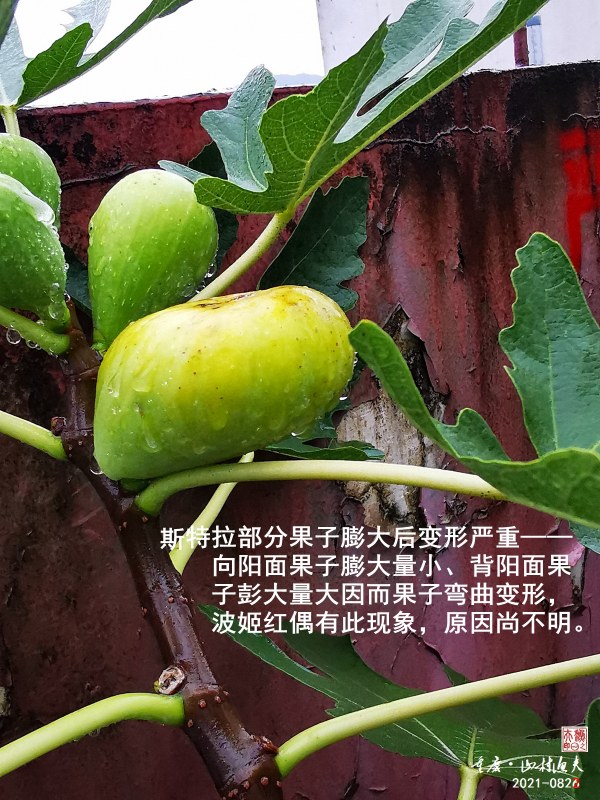 IMG_20210826_072324-G.jpg