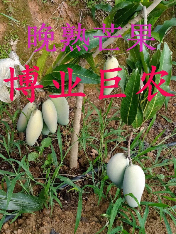 ɫ磺ҹӡӡСҹӡҹ桢âҵȰ1561 :123457080 