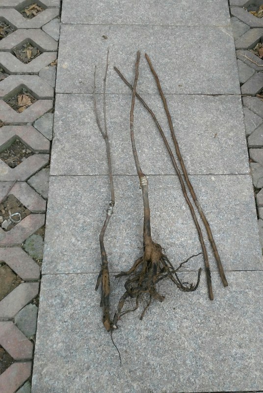 16ݻƻ.jpg