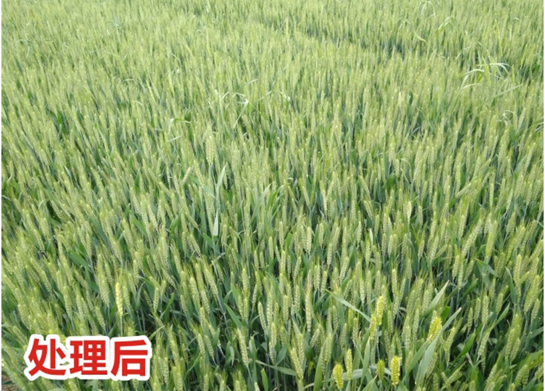 处理后2.jpg