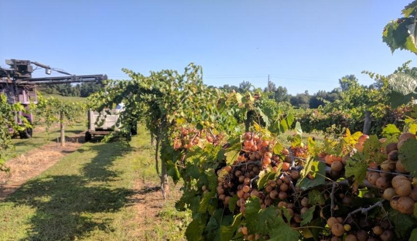 Muscadine-health-Carlos-vineyard-850x491.jpg