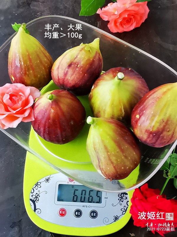 ҵ2021ѡ÷ʡǰժо4999 :ǻƷ 