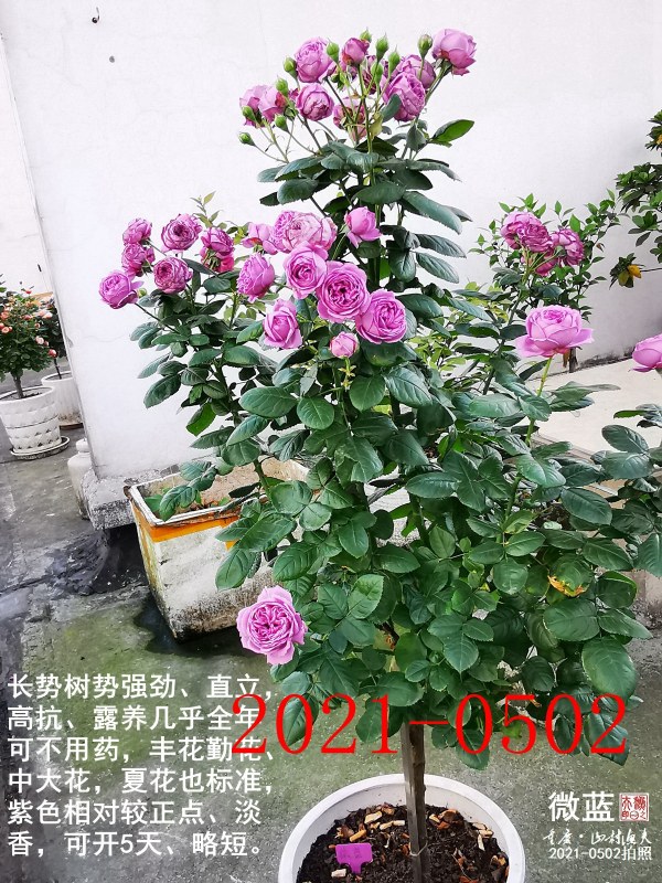 ΢2021-05.jpg