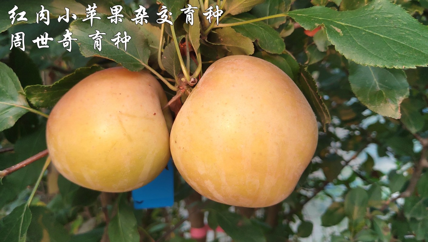 红肉苹果杂交育种7.jpg