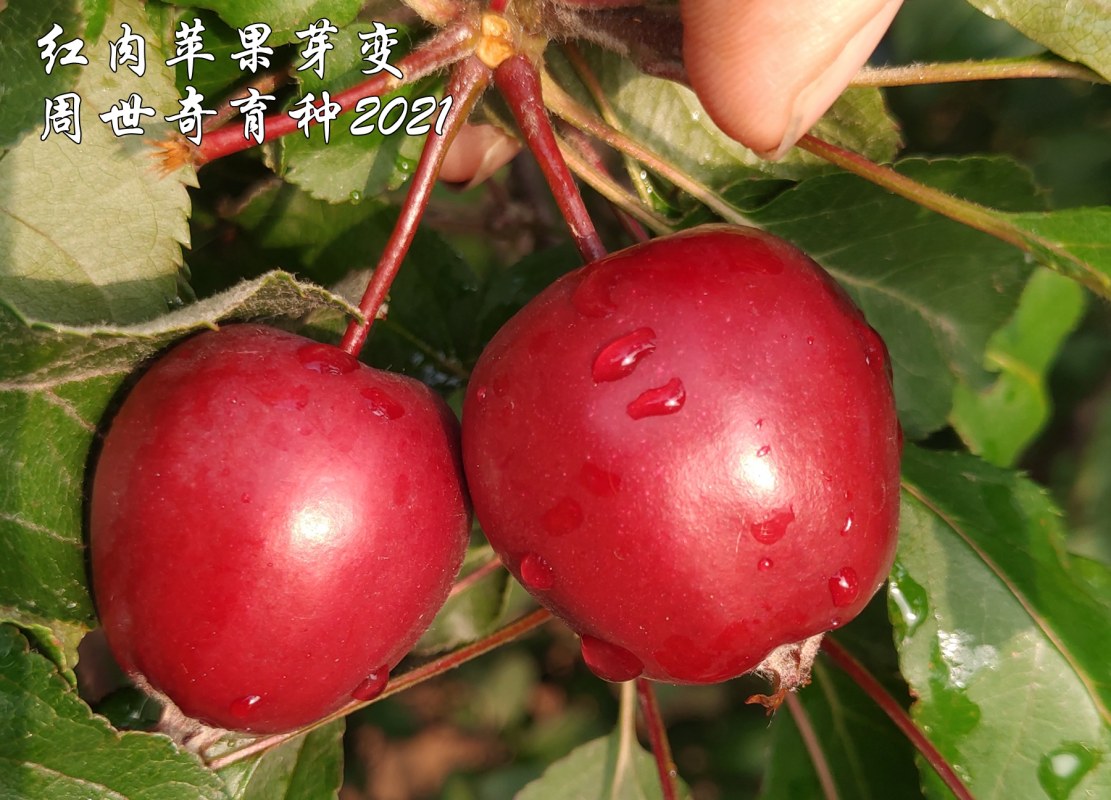 红肉苹果芽变1.jpg
