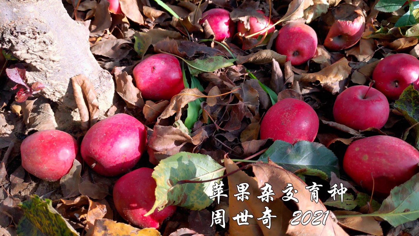 苹果杂交育种2.jpg