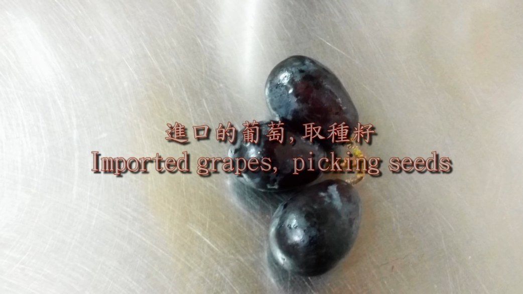 o(Grape seedling record).mp4_20220322_192847.661.jpg