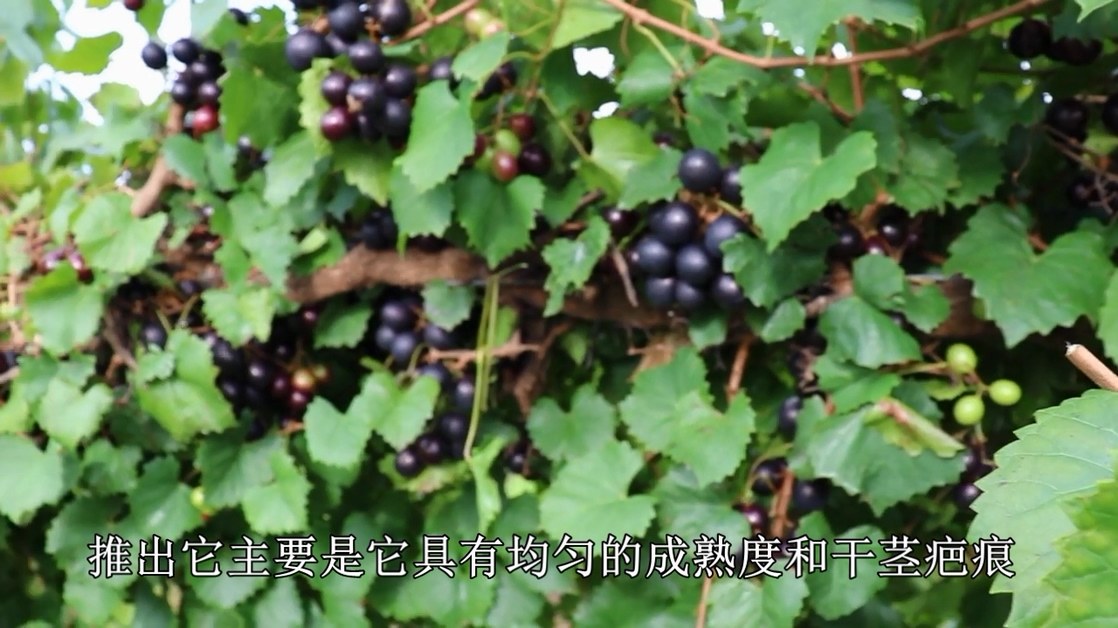 ſ--ǣϣ.mp4_20220406_225434.062.jpg