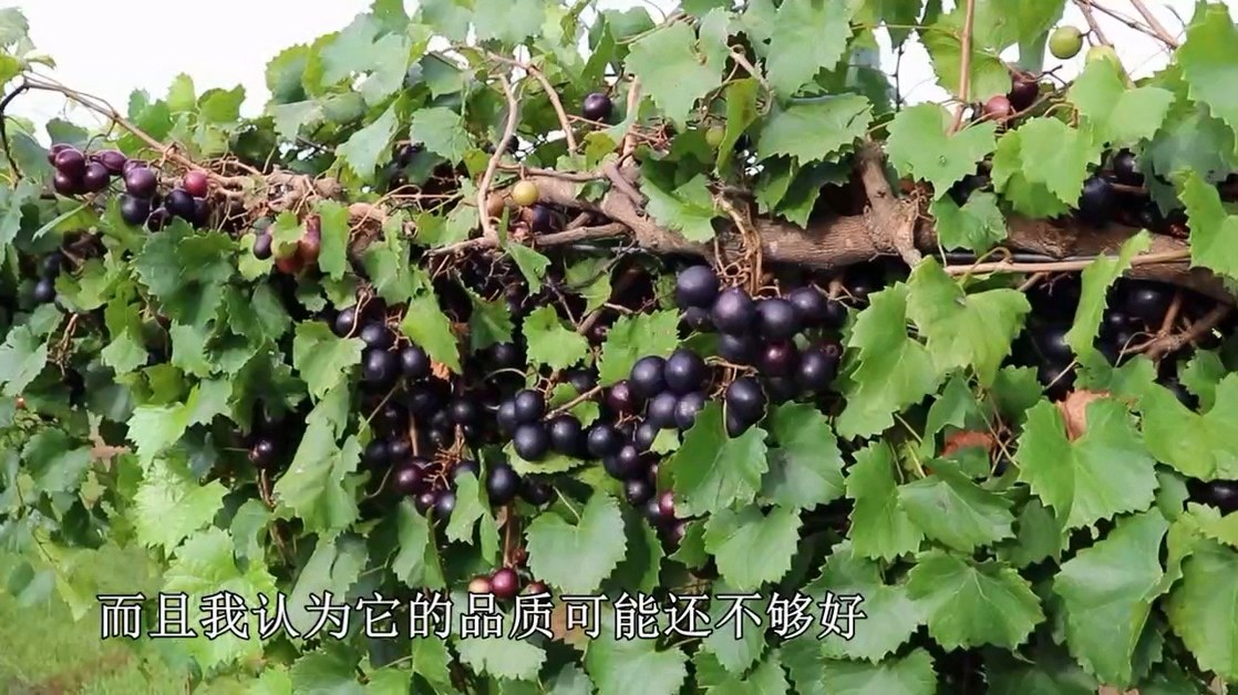 ſ--ǣϣ.mp4_20220406_225533.241.jpg