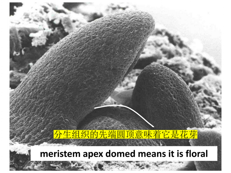 �ִ�ƻ������ϵͳ��ֲ���������ڼ���һЩӦ��_34.png