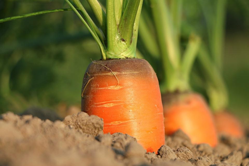 carrot-1565597_960_720.jpg