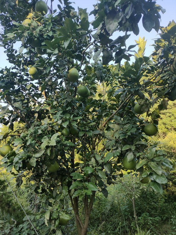 IMG20220730174030_С.jpg