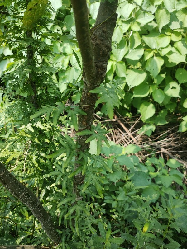 IMG20220731103753_С.jpg