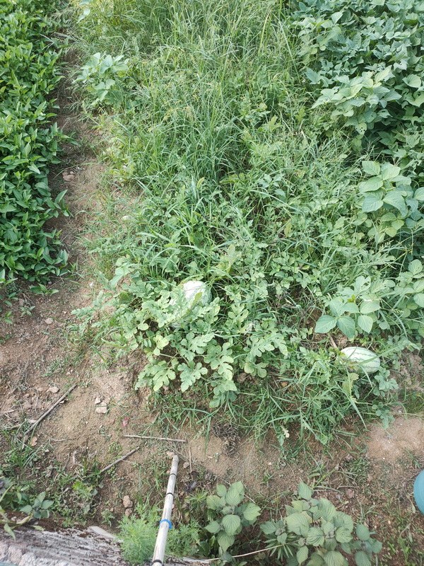 IMG20220730174410_С.jpg