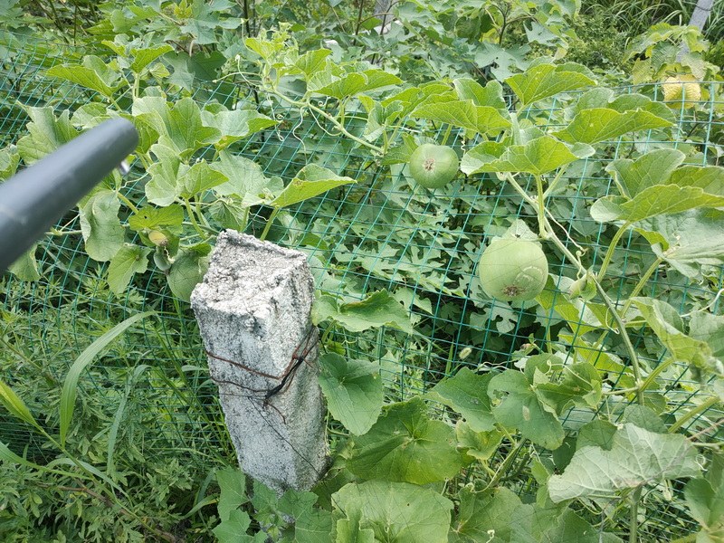 IMG20220805105225_С.jpg